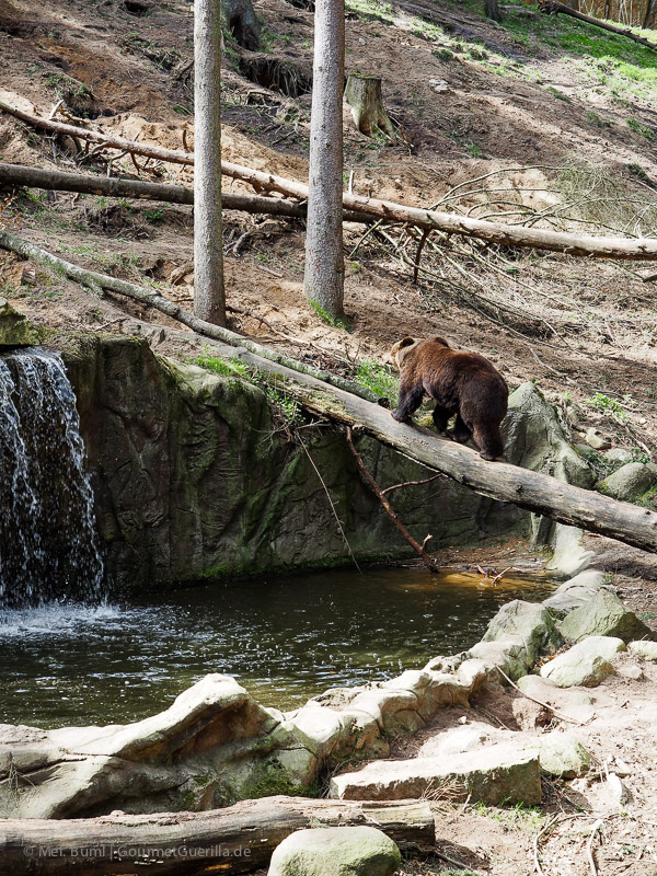  Bears Wildpark Schwarze Berge Hamburg | GourmetGuerilla.de 